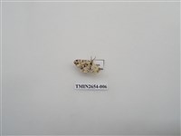 藏品(尺蛾186)的圖片